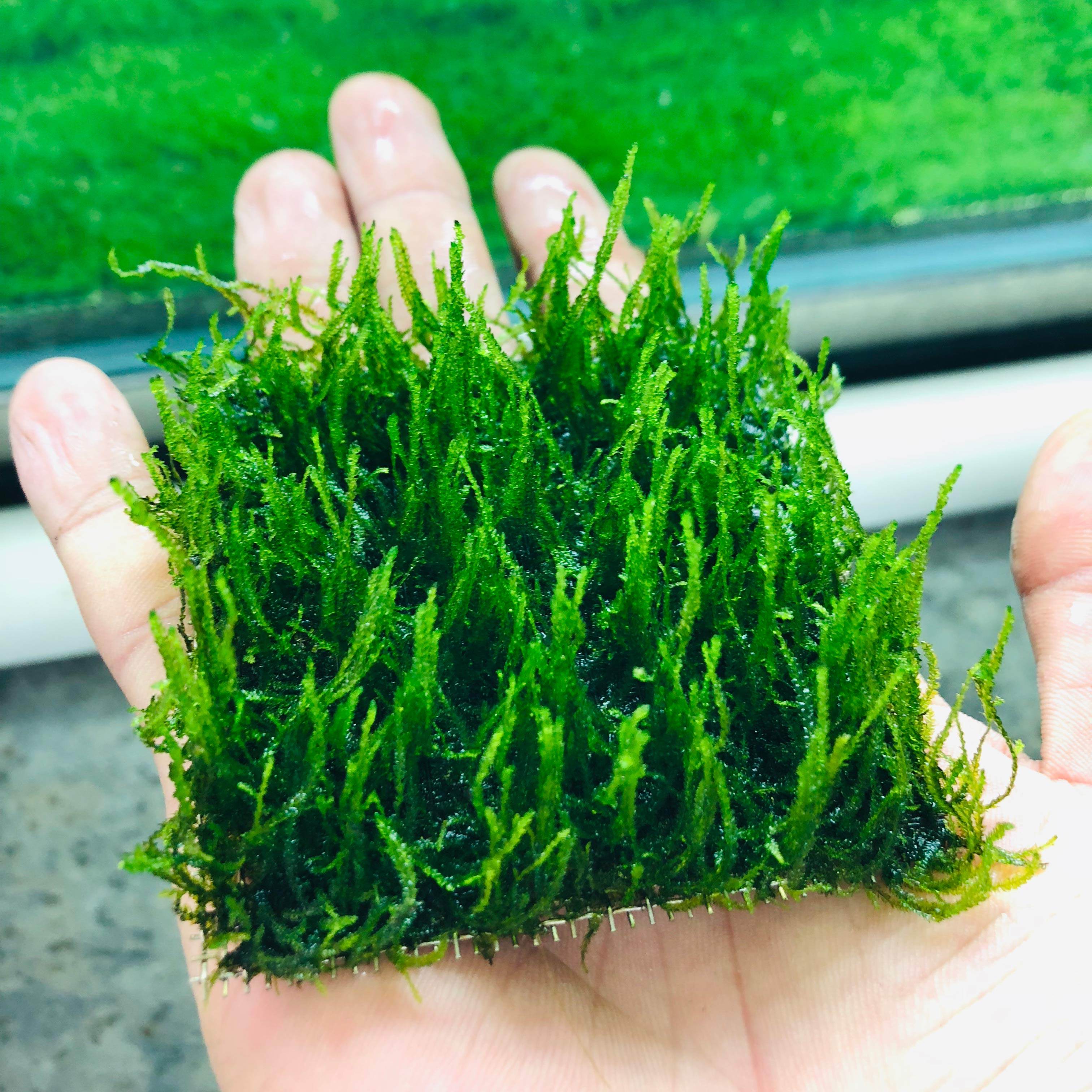 水草鱼缸装饰造景莫斯莫丝前景网片活体懒人水草