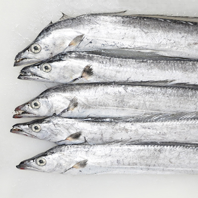 东海野生带鱼整箱20斤新鲜冷冻毛重带鱼