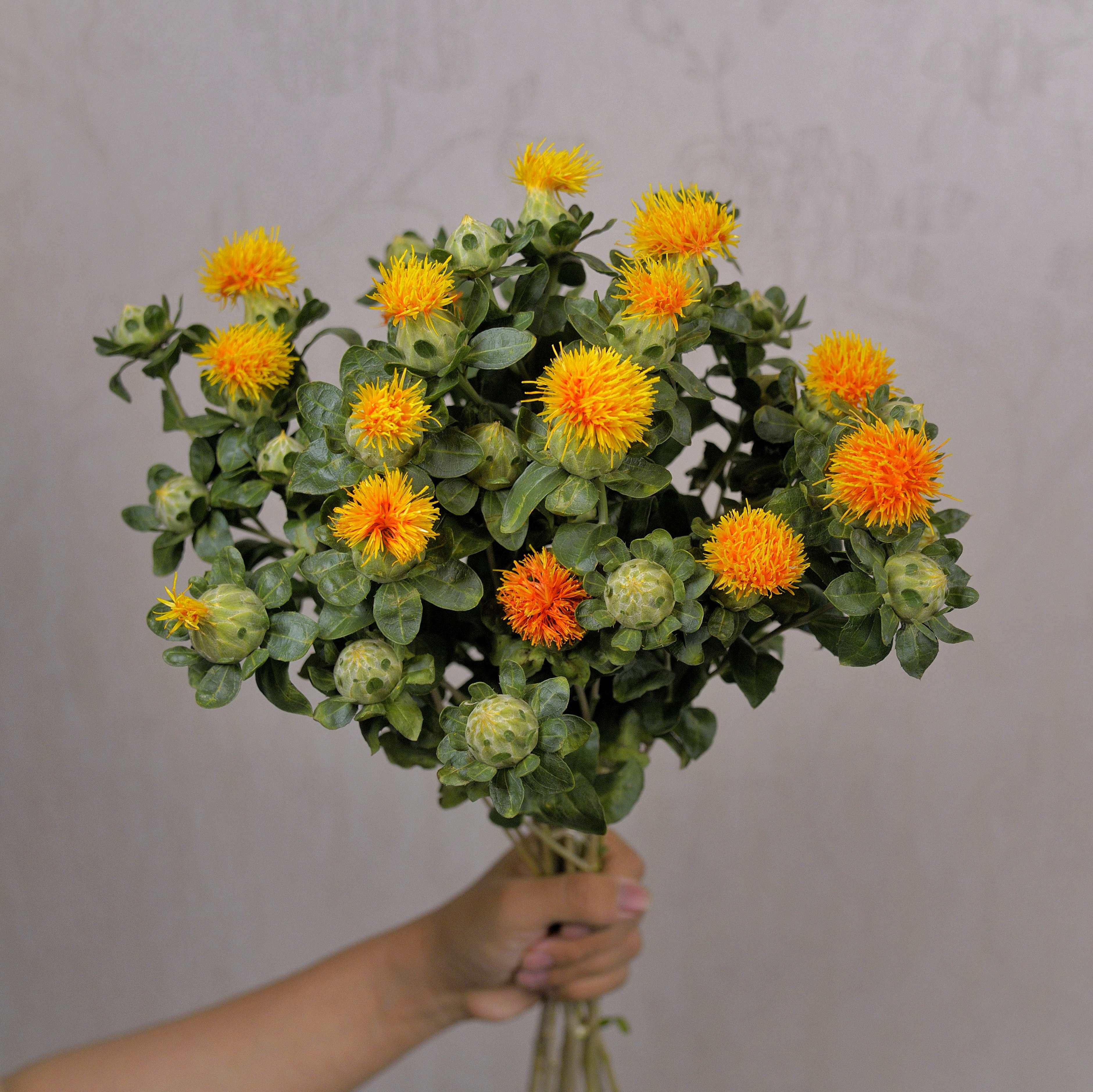 菠萝鲜花可做干花云南昆明斗南直发家庭办公室花卉