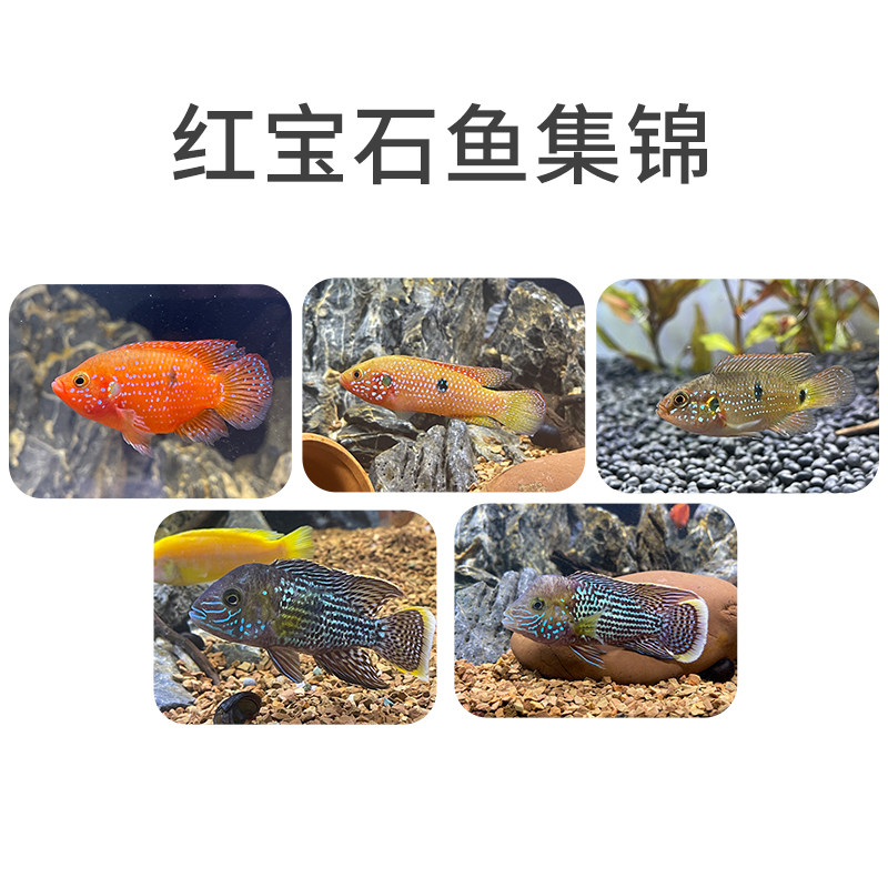 红宝石球血热带大型观赏鱼活体面红皇冠蓝宝石慈鲷鱼