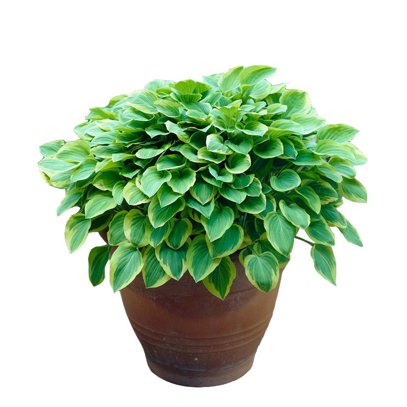 塔莎的花园金边玉簪盆栽耐阴花卉花叶蓝鼠耳玉花苗绿植