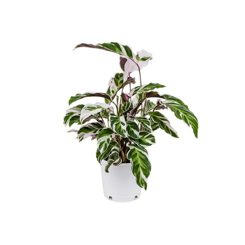 塔莎的花园荷兰进口油画竹芋盆栽室内外好养植物网红绿植