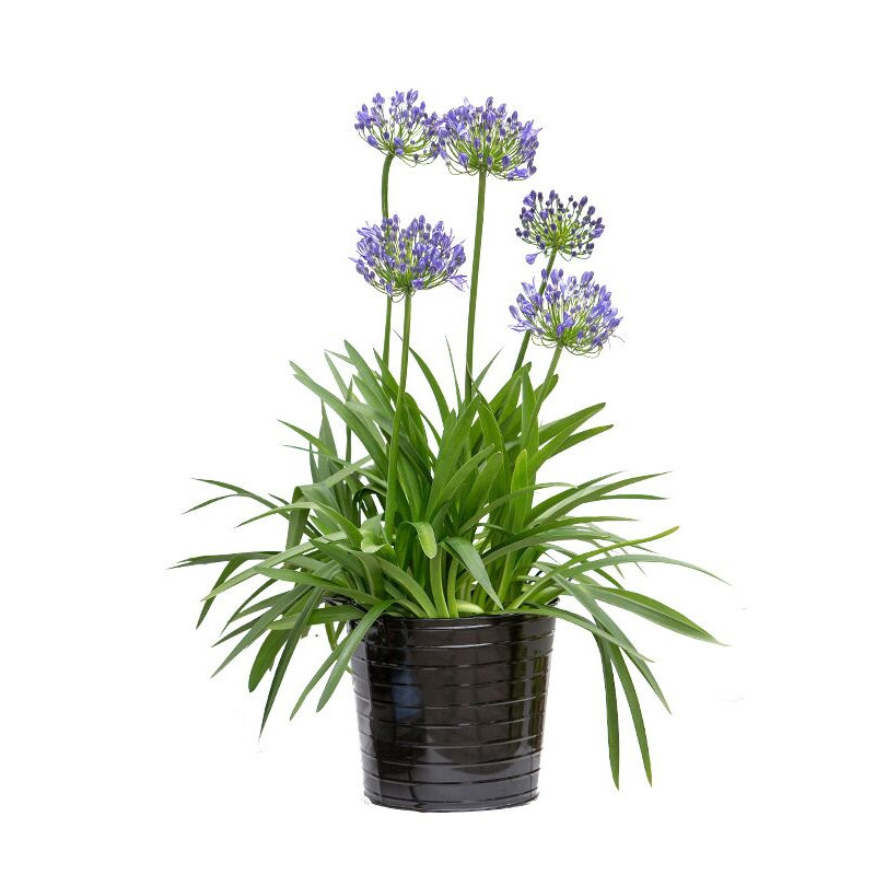 花卉植物塔莎的花园百子莲盆栽宿根观赏好养易活庭院时令草本花卉