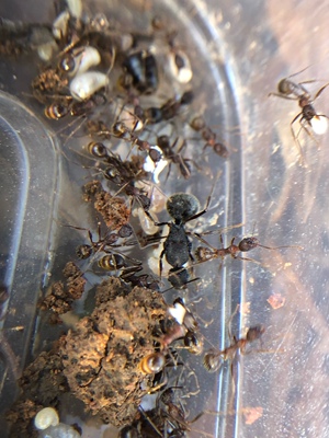 大吉盘腹蚁 舒尔盘腹蚁  宠物蚂蚁  容易饲养 爆产神器