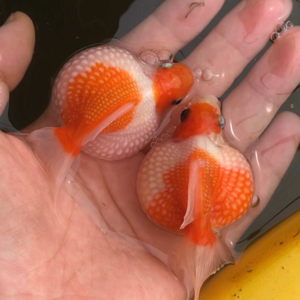 珍珠精品鼠头五花红白白珍珠大肚子金鱼活体包活鱼