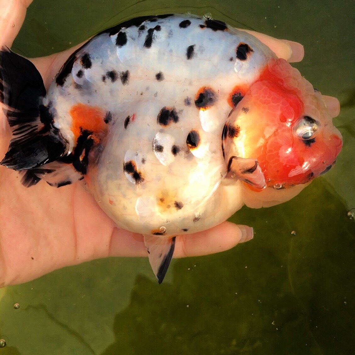 兰寿金鱼纯种活鱼练手观赏鱼重墨奶牛三色奶花鱼