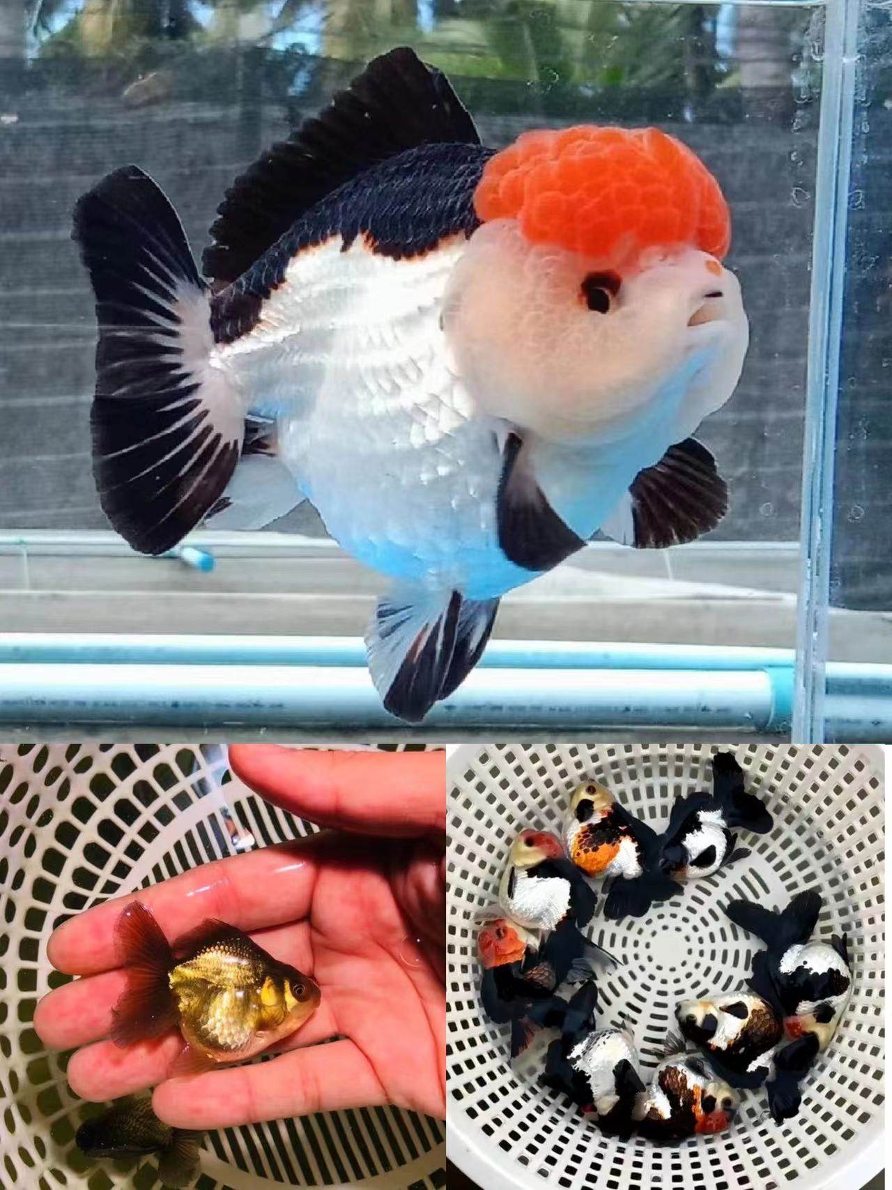 玛丽金鱼精品黑白三色泰国进口f1正品好养鱼