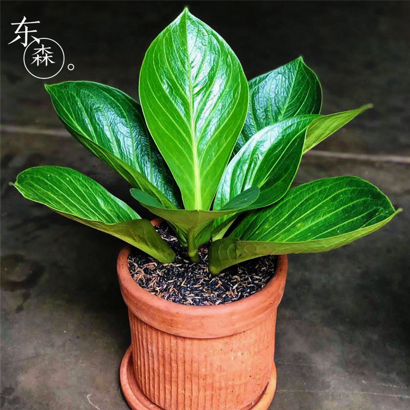 鸟巢花烛欧美网红流行植物热带雨林观叶小型小型盆栽绿植