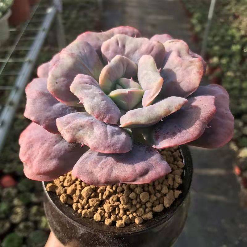 心之月35cm单头多肉植物精品肉肉绿植盆景阳台多肉植物