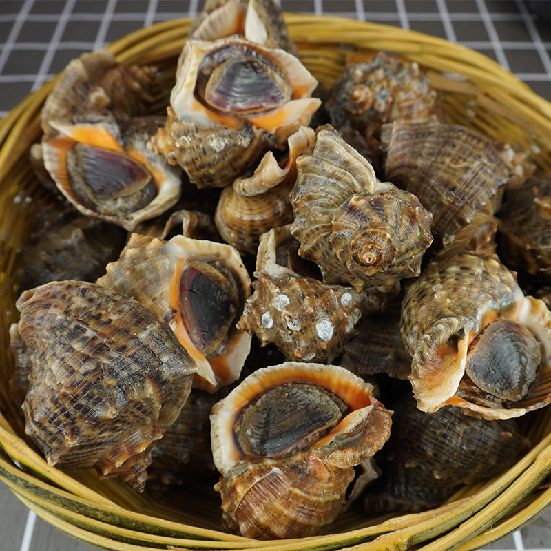 海螺鲜活超大特大现捕大海海鲜水产生猛贝壳贝类制品