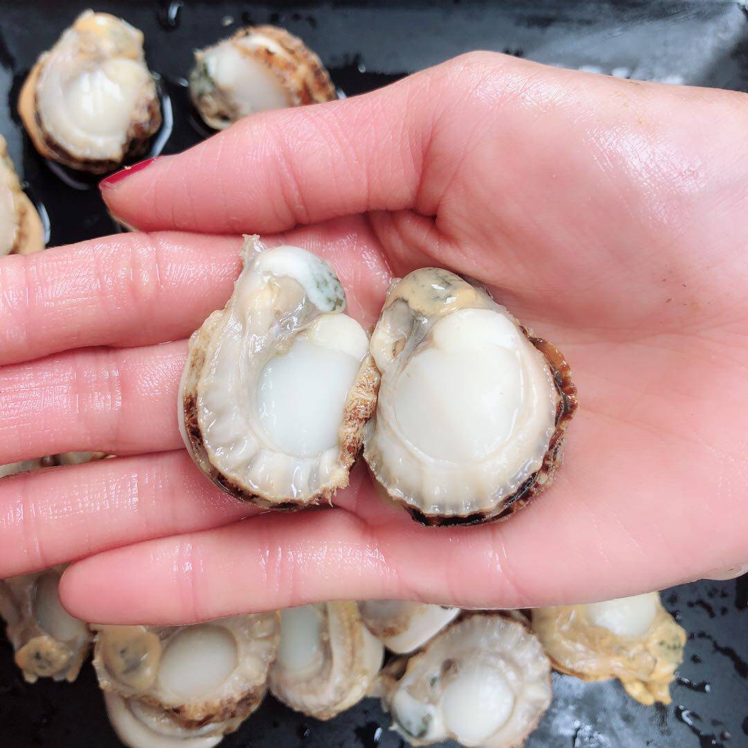 扇贝肉野生冷冻海鲜元贝干贝瑶柱鲜活水产贝类新鲜现剥10元/250g