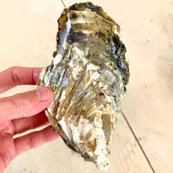 涠洲5斤牡蛎乳山包活新鲜25只蚝王10斤鲜活生蚝