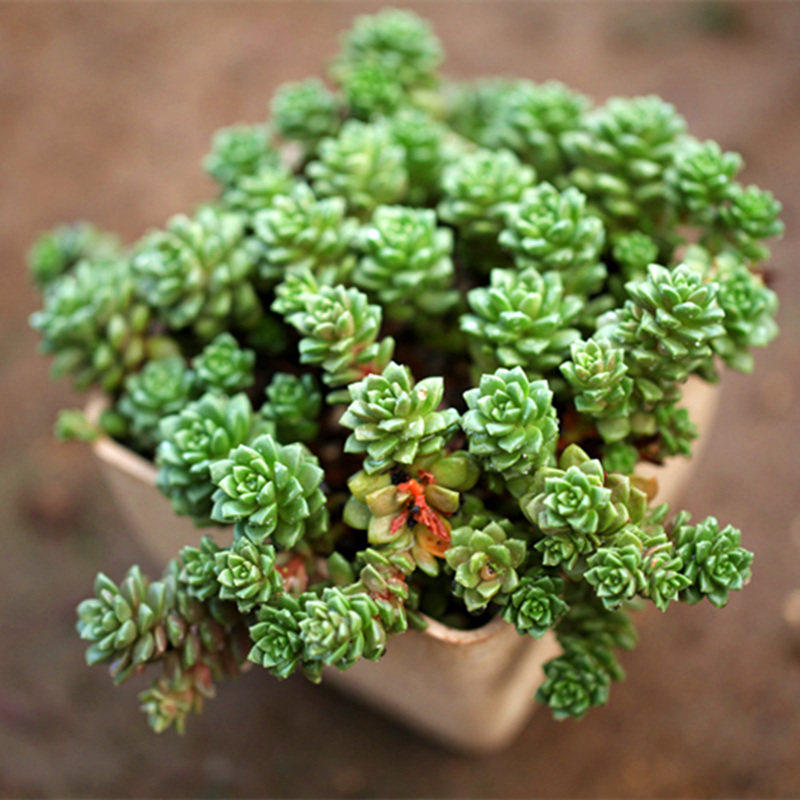 群生小玉老桩多头绿植花卉多肉植物盆栽组合多肉植物