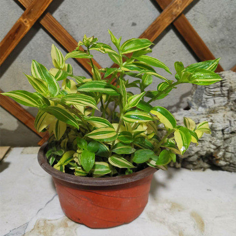 花卉植物吊兰花叶盆栽青白白玉吊竹垂吊蔓生绿植