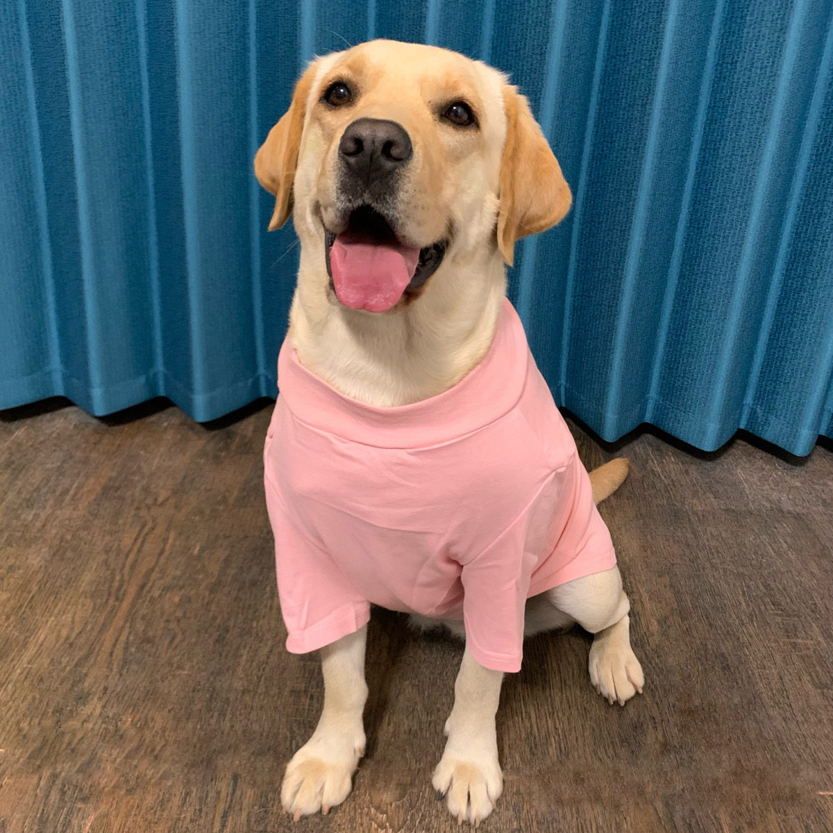 奶茶宠物狗大中小型犬大粉色怪兽印花衣服春夏薄款狗宠物服装