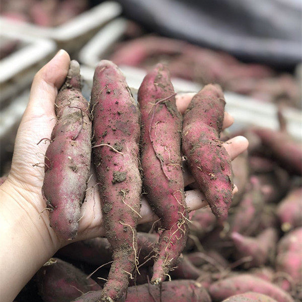 新鲜现挖临安天目山小香5斤农家小红红薯番薯番薯