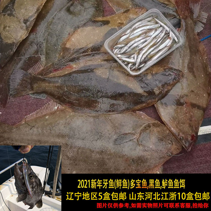 鱼饵鱼海老板牙鱼鲆鱼鲈鱼黑头船钓海钓滚子活饵