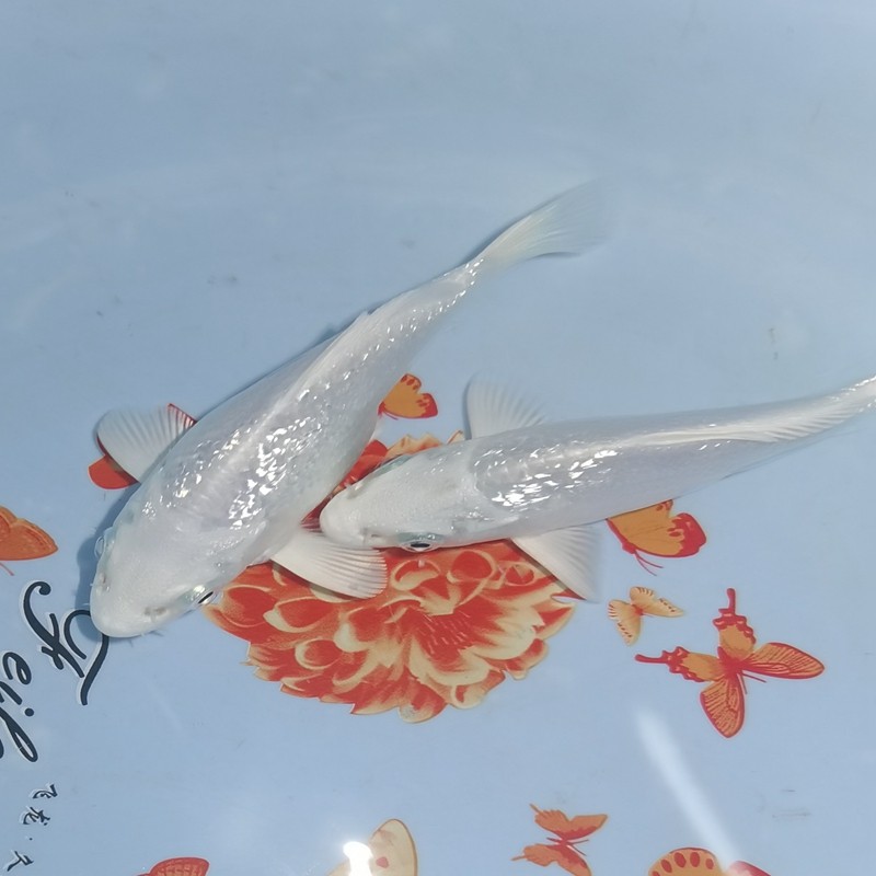 观赏鱼球体蝴蝶鲤鱼活体短身贵妃龙鲤纯种大尾鱼
