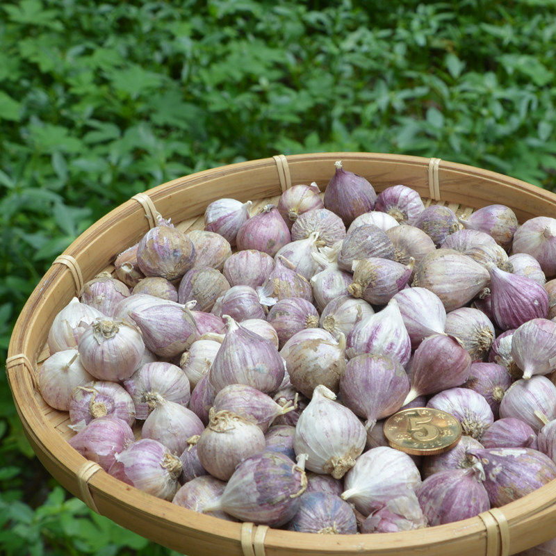 云南大理紫皮迷你小独头蒜5斤紫皮独头珍珠蒜大蒜头新蒜农家包邮