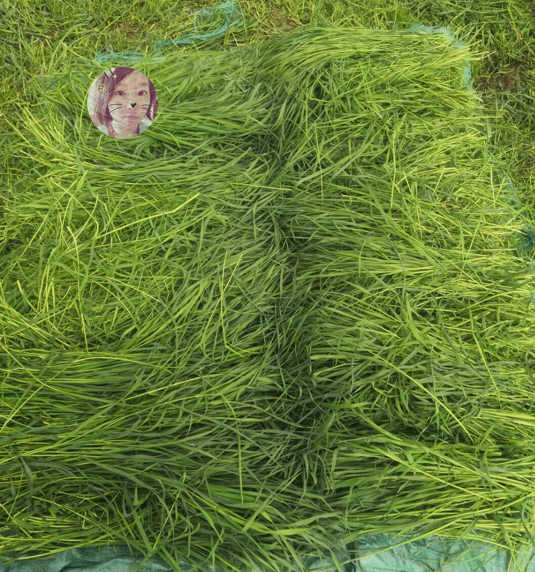 白菜麻麻头茬烘干摩西干草500克兔子龙猫豚鼠玩具