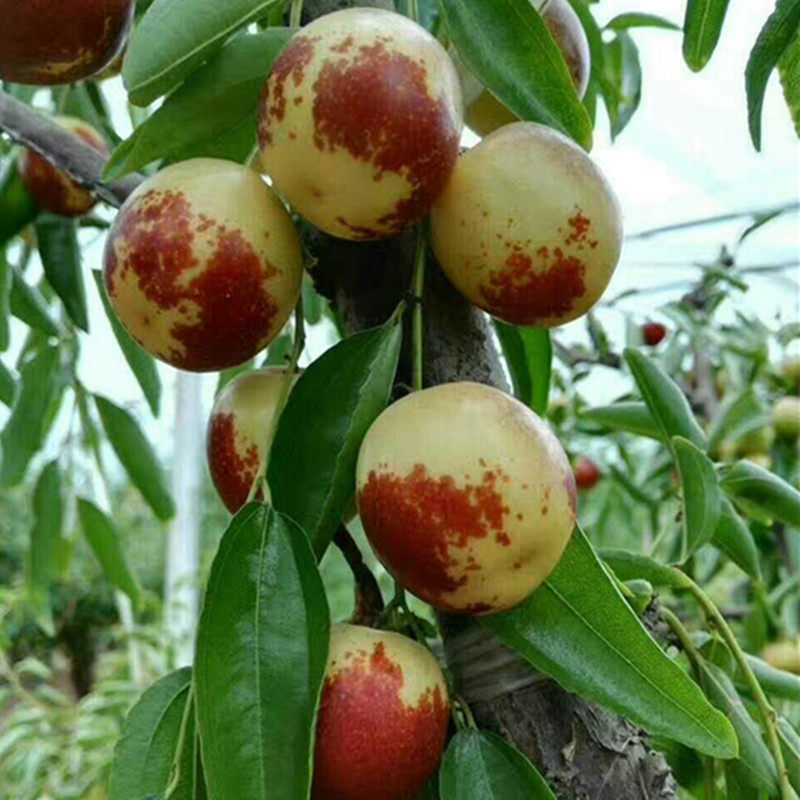 陕西大荔脆冬枣红红枣大果孕妇净重新鲜现摘枣