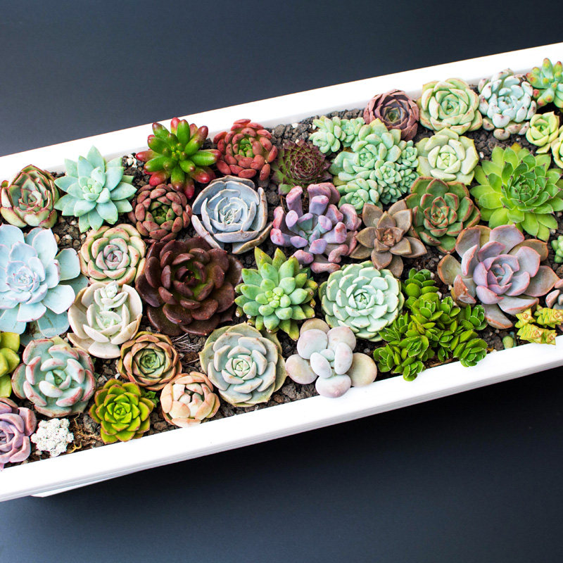 50颗多肉植物新手套餐多肉植物组合盆栽多肉花肉肉室内清仓品种多