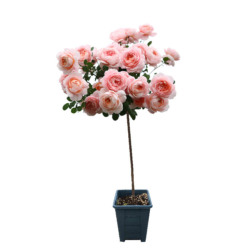 月季欧月盆栽庭院棒棒糖四季四季树树桩树型嫁接花卉