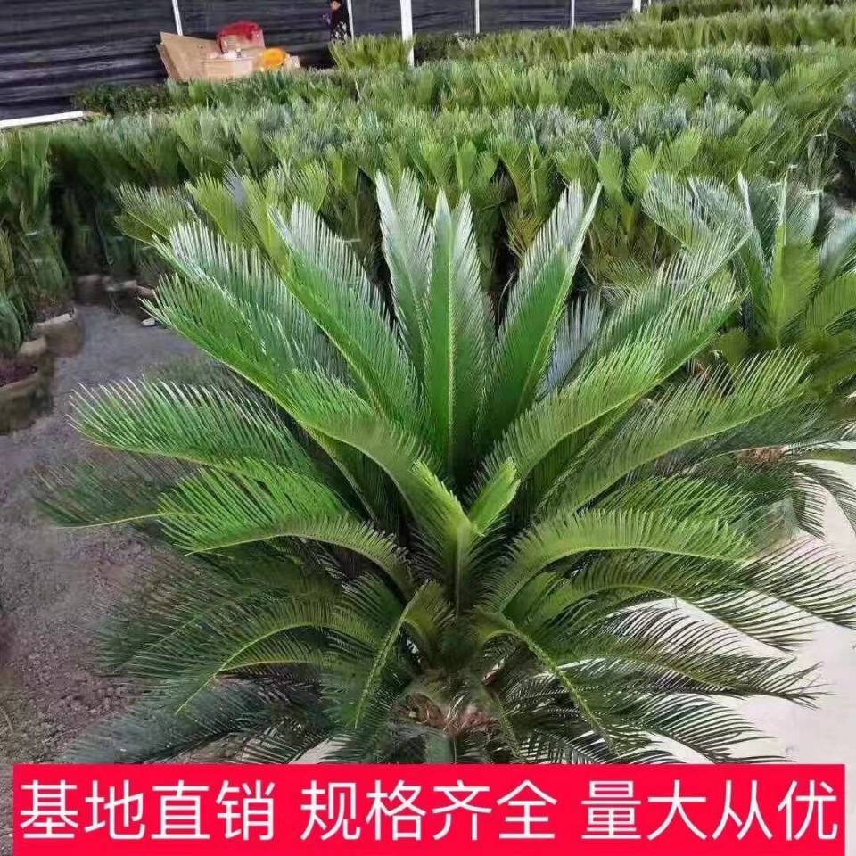 铁树盆景小苗客厅盆栽四季常青绿植庭院办公室绿植