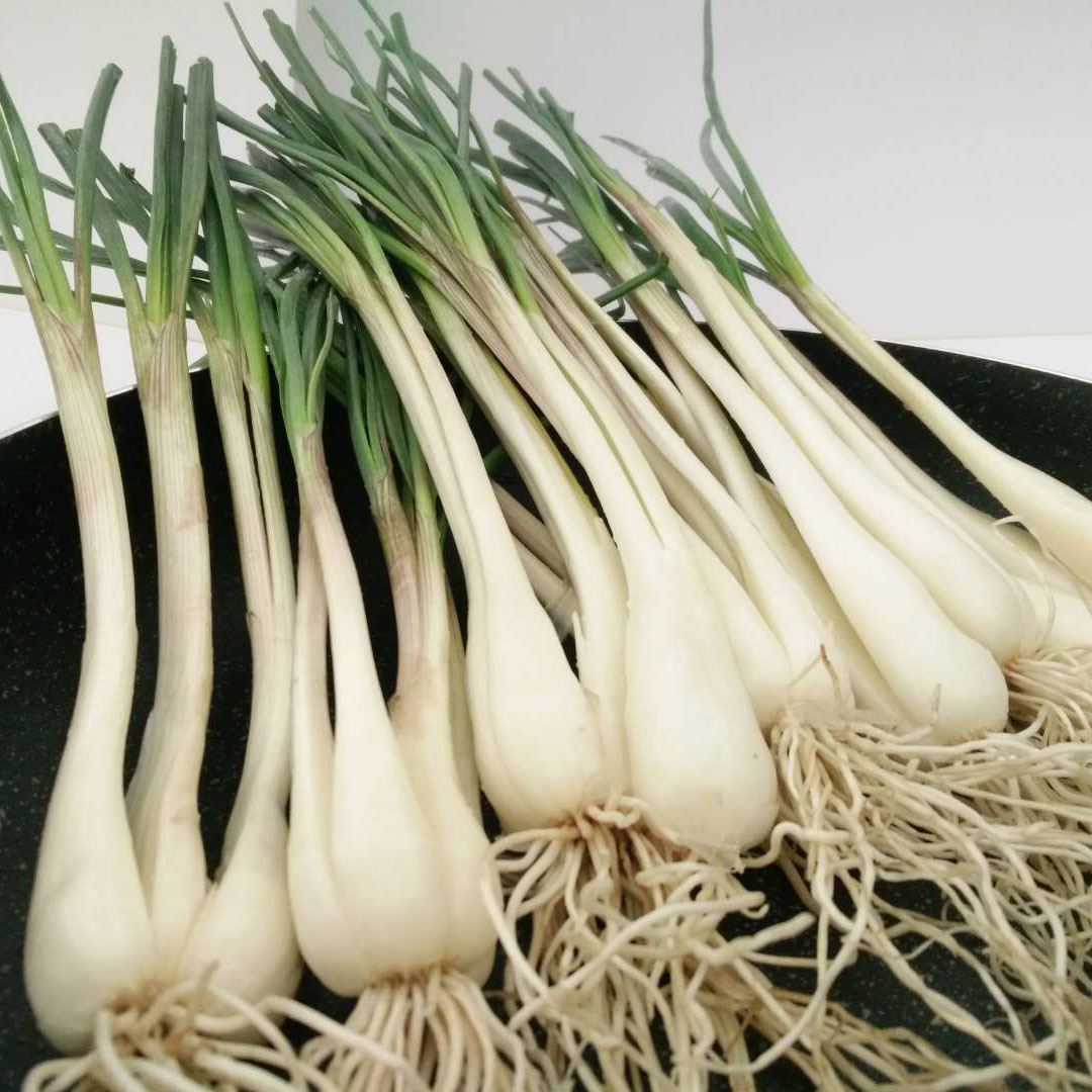 藠头新鲜四川蔬菜带叶荞头现挖茭头腌制酸蕌头其它