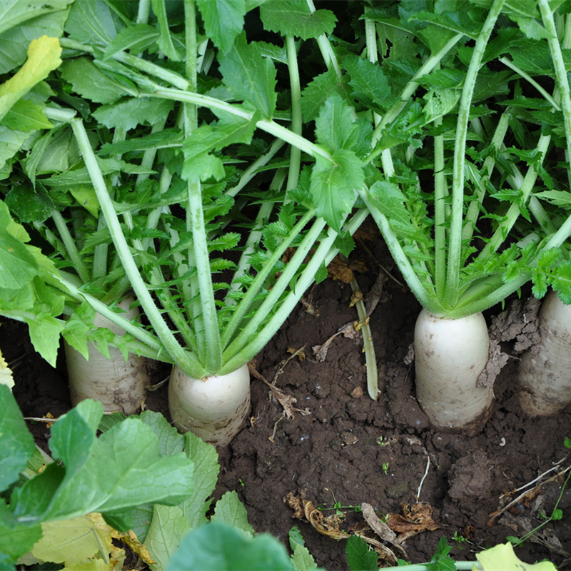 农家新鲜大白萝卜芦菔非白萝卜叶子做五行蔬菜汤500g