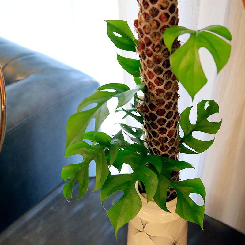 植物龟背包邮北欧网红室内耐阴爬藤飞来来凤绿植