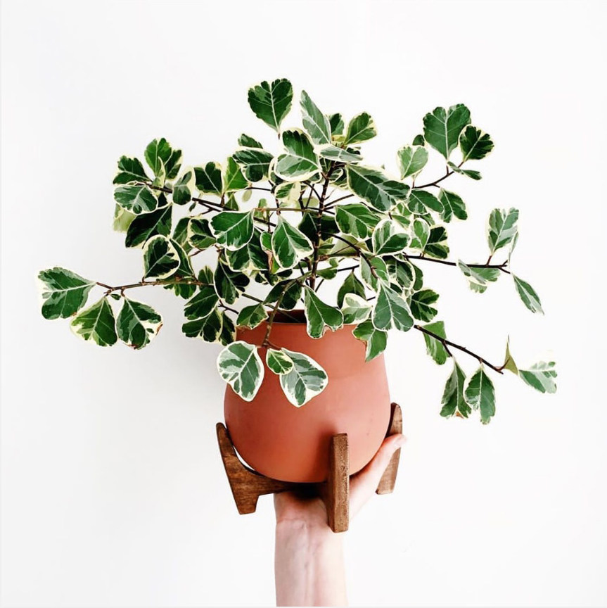 花叶植物绿植三角心叶榕锦叶盆栽室内耐阴心形绿植