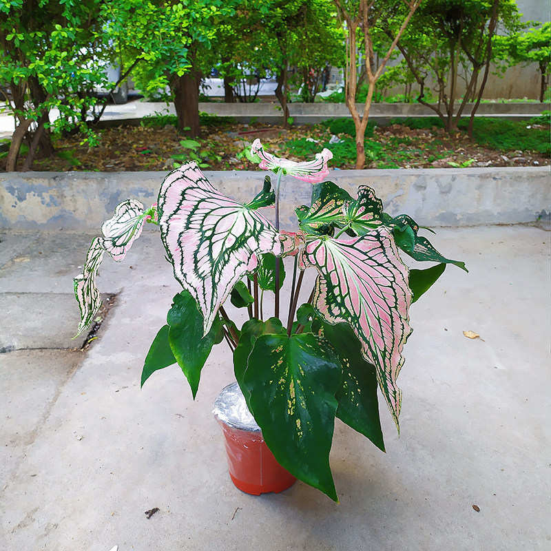 绿植北欧风彩叶芋花叶海芋网红ins植物室内盆栽绿植