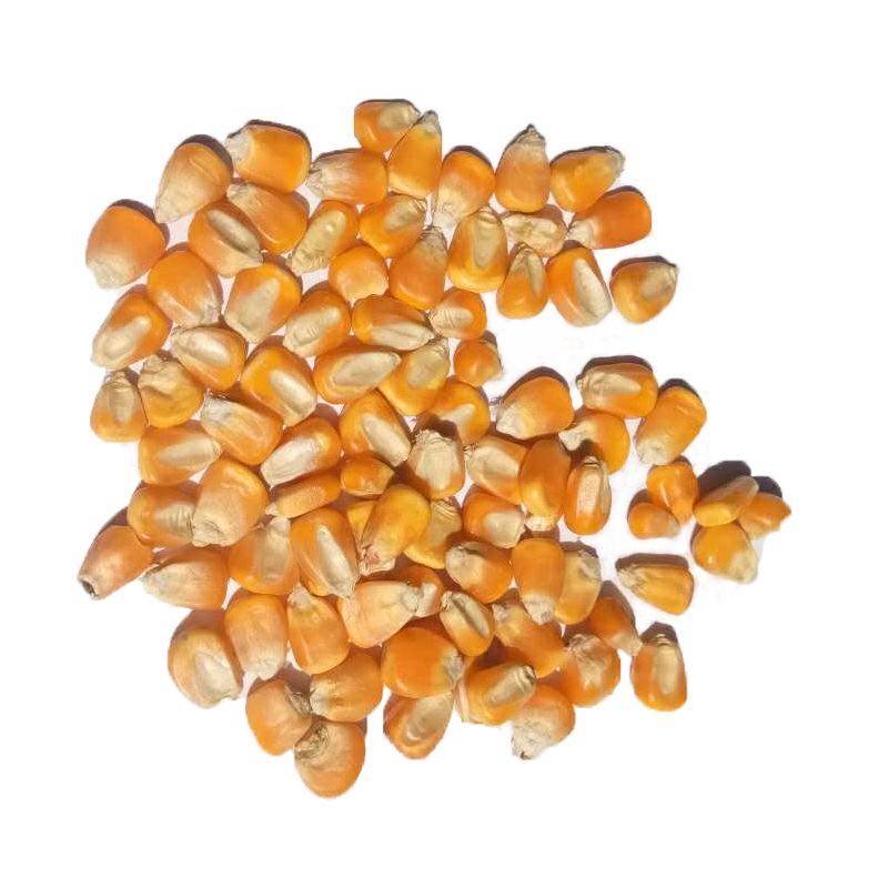 玉米玉米粒粒大颗粒籽鸽子鸡鸭鸟鸽子饲料打窝玉米