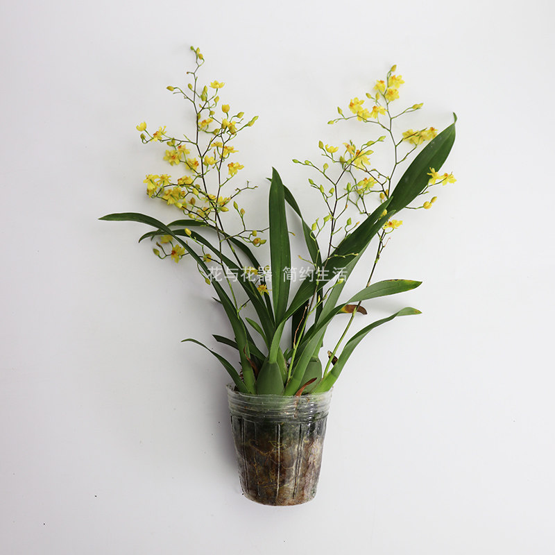 花器文心香水香兰花苞有香味室内花卉绿植植物花卉