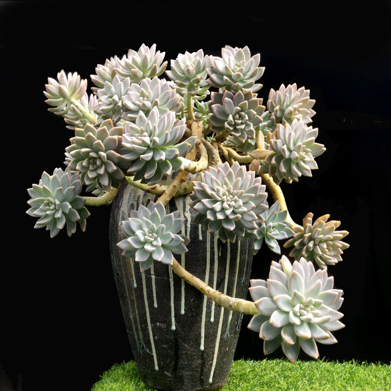 淡雪幽灵公主风车石莲属造型老桩多肉植物古典多肉植物