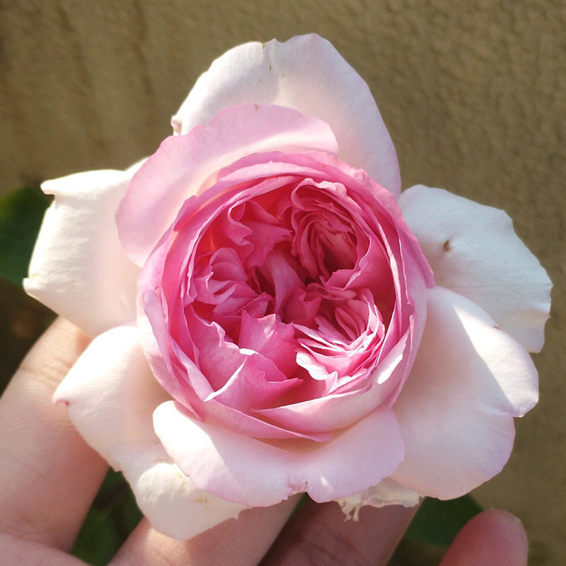 2015日本ネオシャローチェcherry伊芙新浅樱桃时令草本花卉