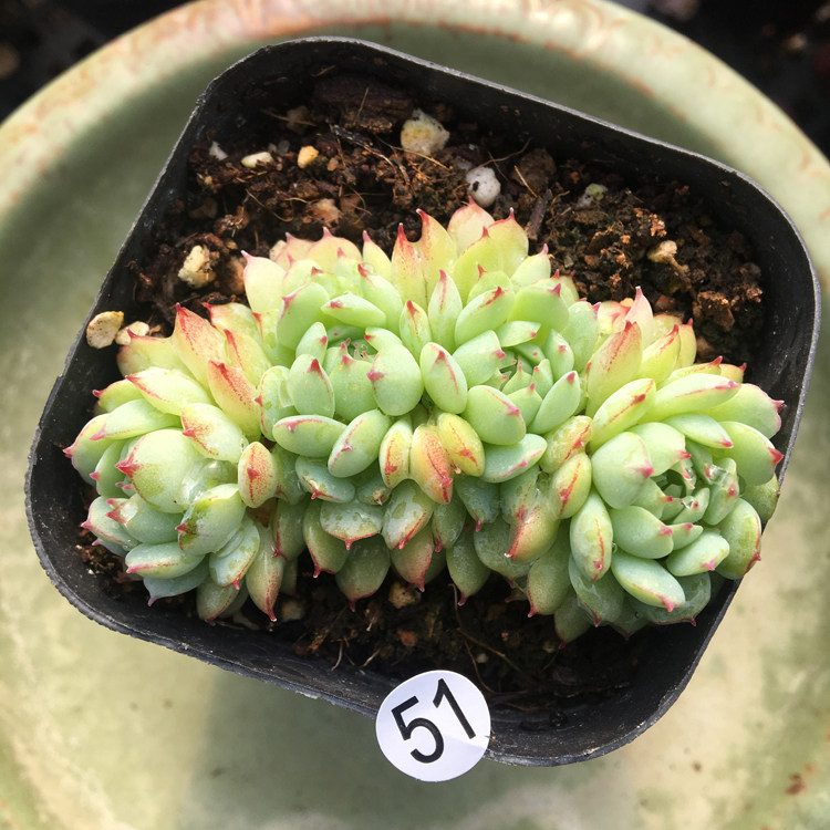 小红衣plus 小夜曲 新品实拍一物一拍 多肉植物 梦露园艺