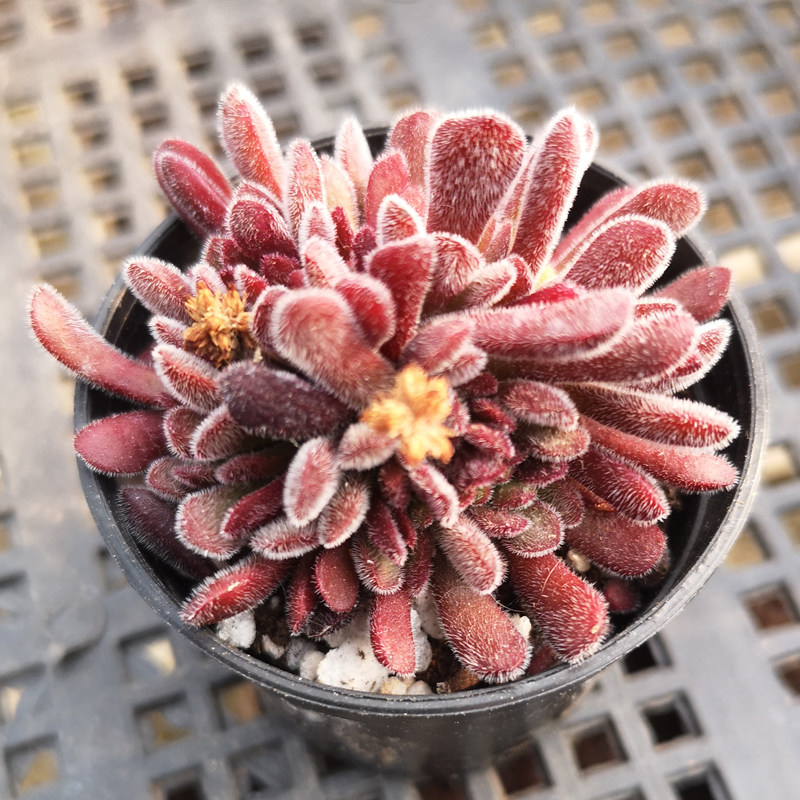 梦椿群生梦春多肉植物组合盆栽办公室绿植创意花卉趣味小盆栽