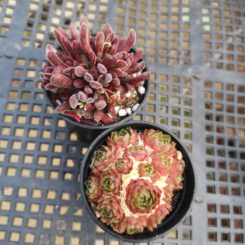 梦椿群生梦春多肉植物组合盆栽办公室绿植创意花卉趣味小盆栽