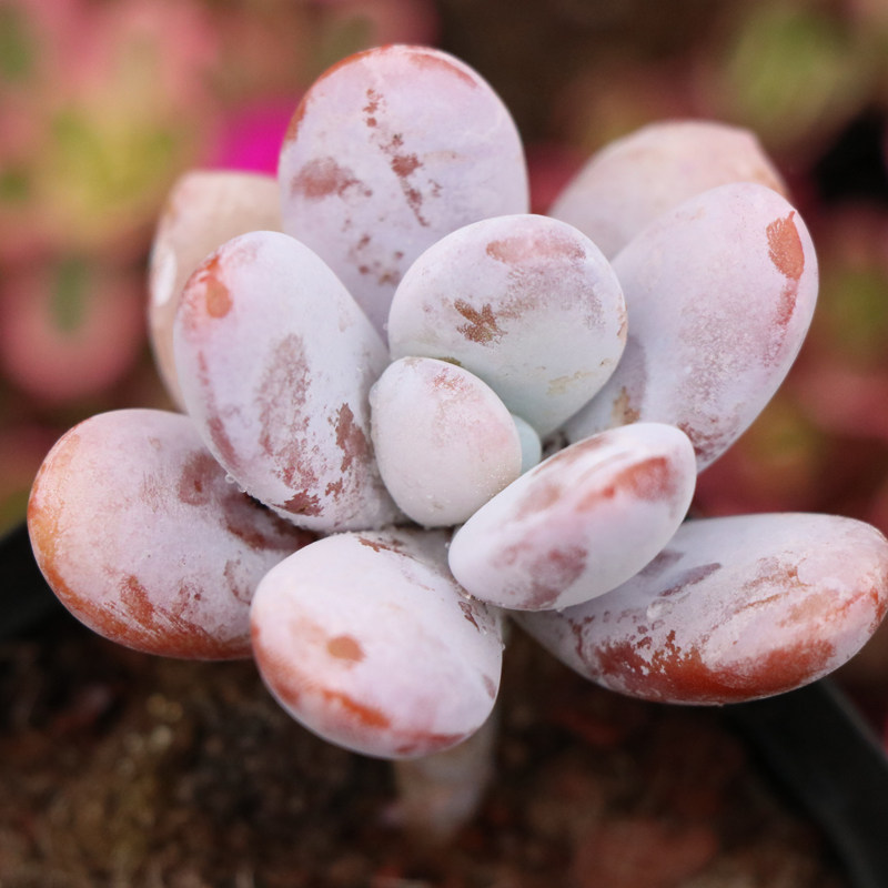 雪美雪美人人肉多肉植物超萌萌肉室内花卉组合多肉植物