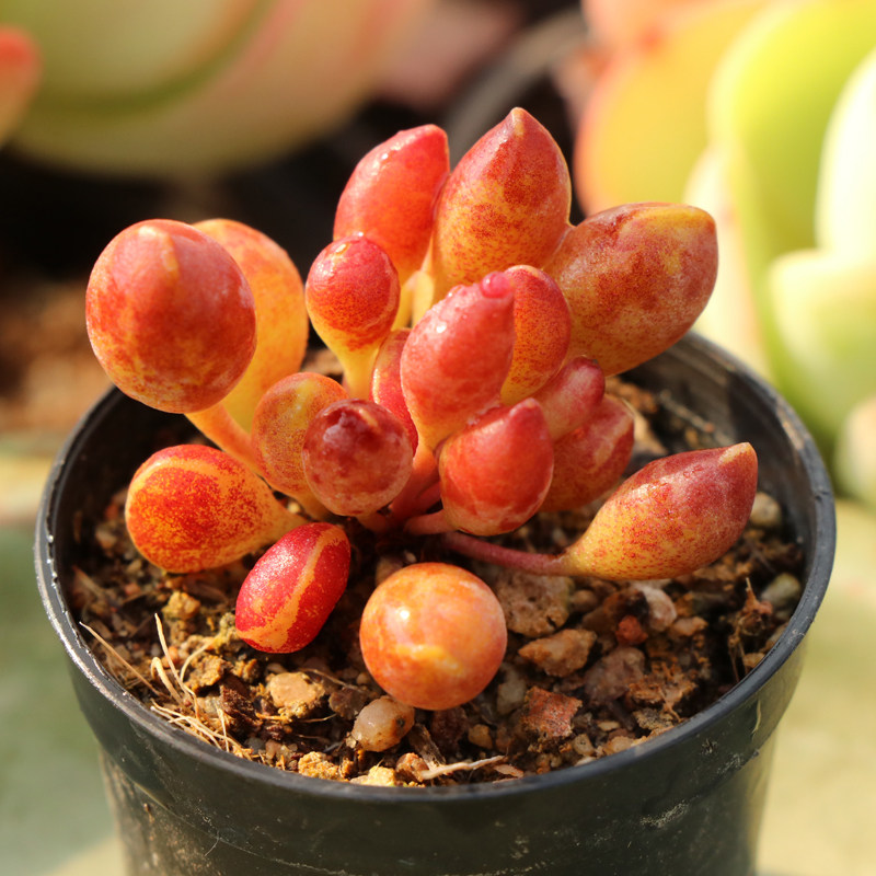 水泡多肉爱心鼓槌群生心形植物一物一拍多肉植物