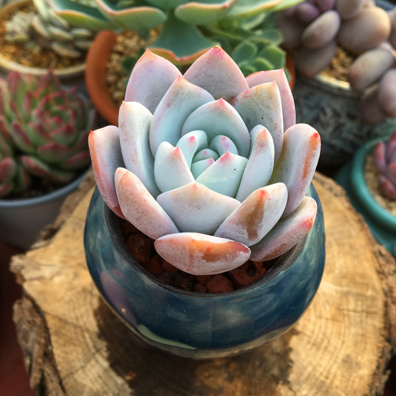 多肉植物嫦娥一物一拍肉肉宽叶厚粉美多办公室多肉植物