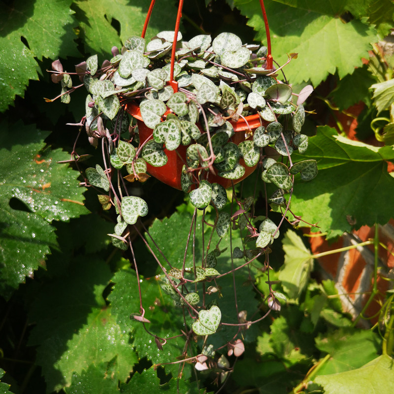 爱之蔓锦一寸心心相印藤蔓多肉植物一串心吊兰盆栽心型叶子吊兰
