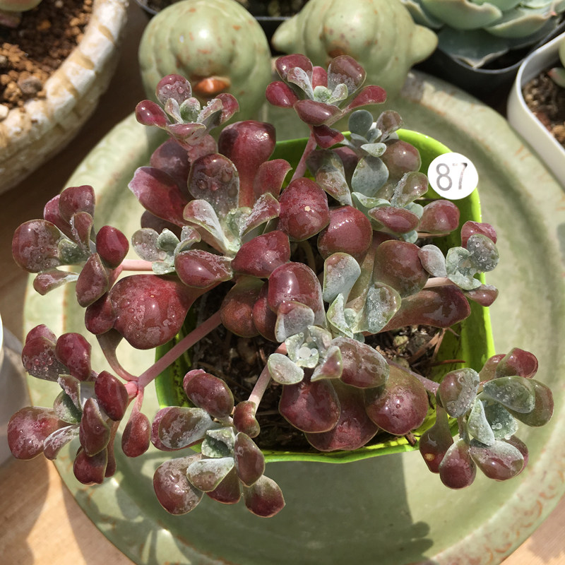 多肉一物一拍红霜稀有冬季香味品种花卉盆栽多肉植物