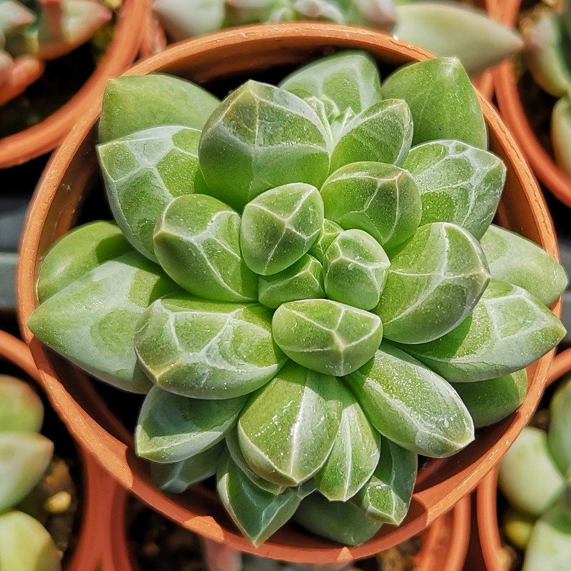多肉植物千代田之松缀化一物一拍促萌办公办公室多肉植物