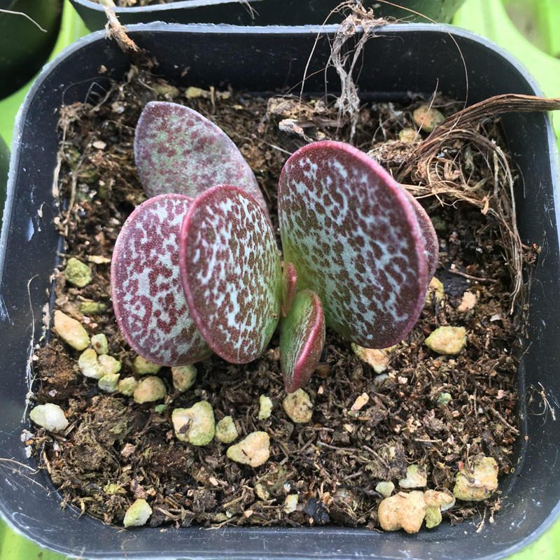 水泡天锦章神响曲一物一拍赤兔玛丽安梅花鹿多肉植物多肉植物