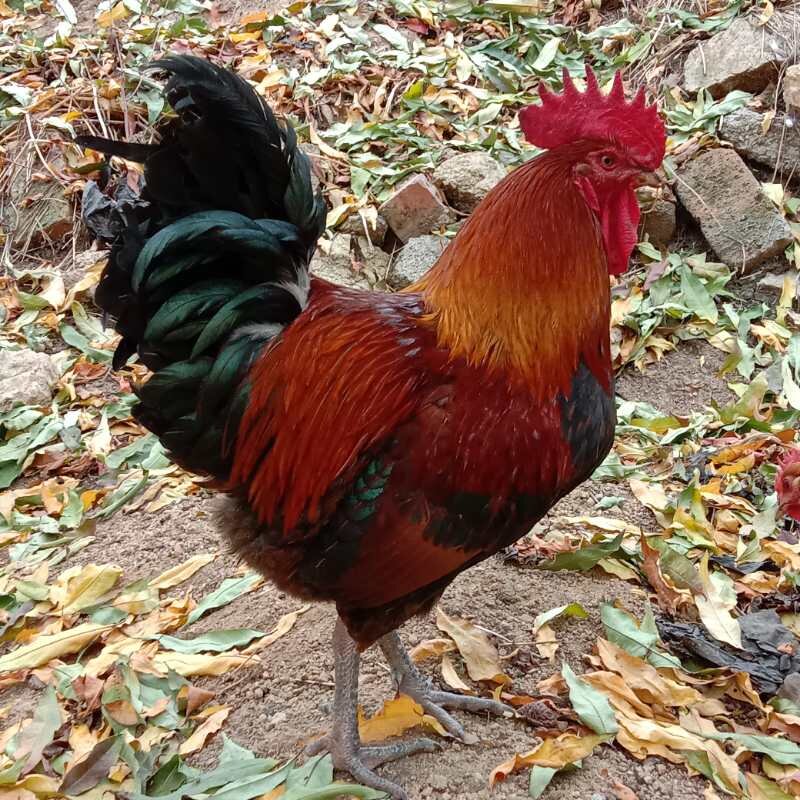 沂蒙山草鸡大公鸡农家散养一年公鸡山鸡笨鸡新鲜整鸡