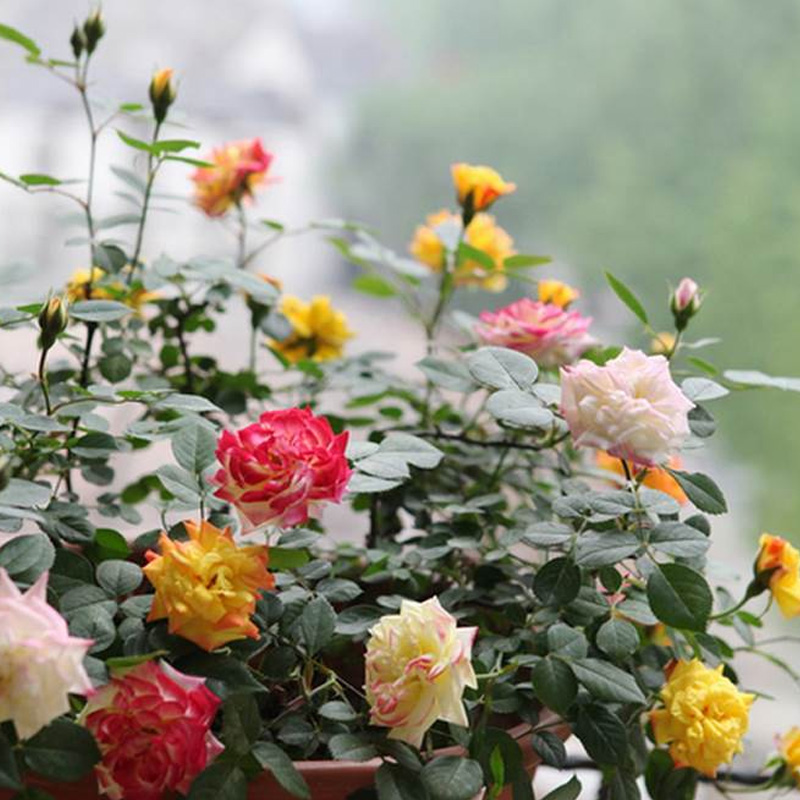 花卉 藤本彩虹果冻月季藤彩虹蔷薇花苗盆栽室外爬藤植物花期超长