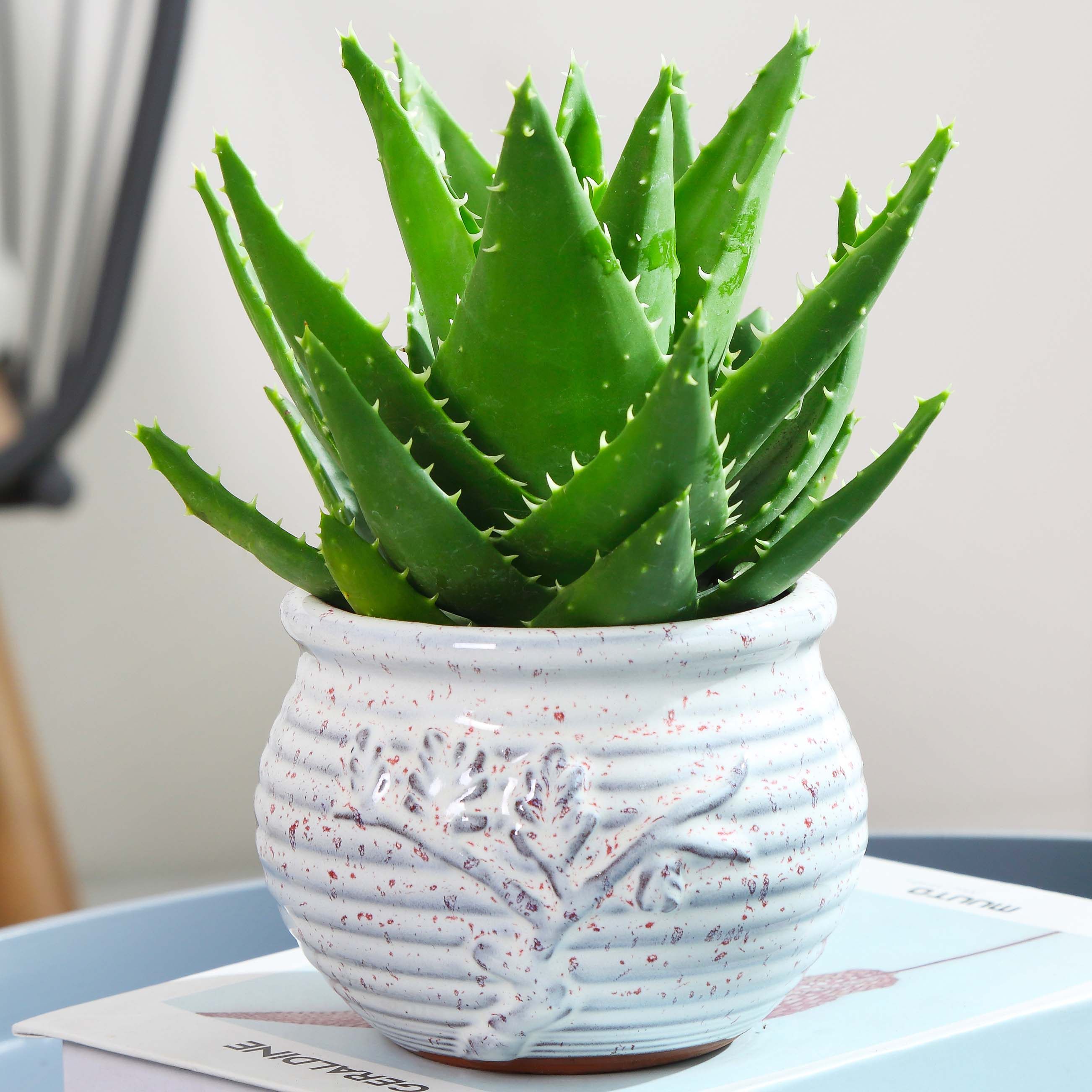 芦荟盆栽室内清新空气植物客厅办公桌防辐射多肉绿植